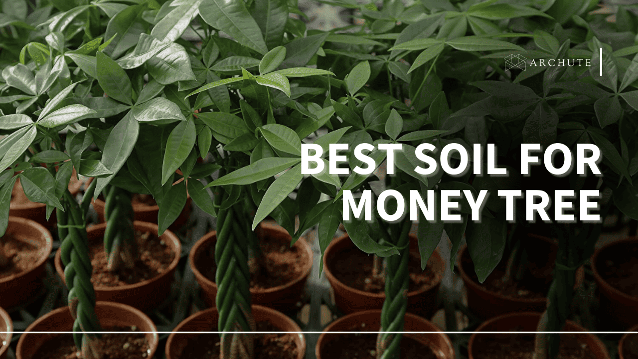 best soil for money tree